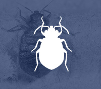 Bed Bug Control